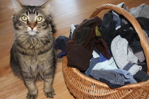 Sock Staring