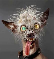 Image result for crazy dog