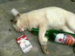 Image result for drunk cat